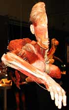 A cadaver split into two is the centerpiece of the 'Body Worlds' exhibit at the California Scie