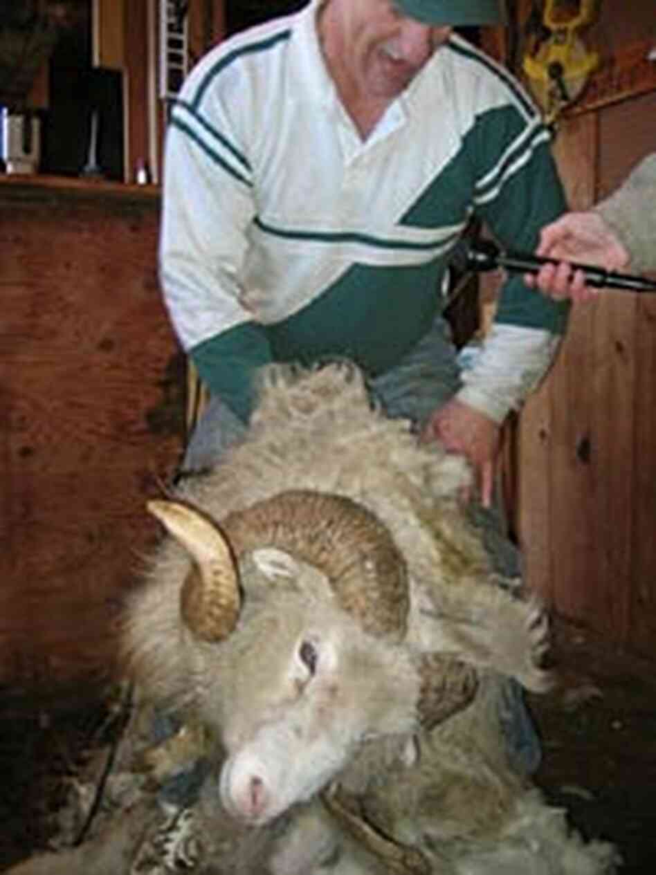 The shearing skills of Leroy Sikorski are in short supply. The shearing skills of Leroy Sikorski are in short supply.