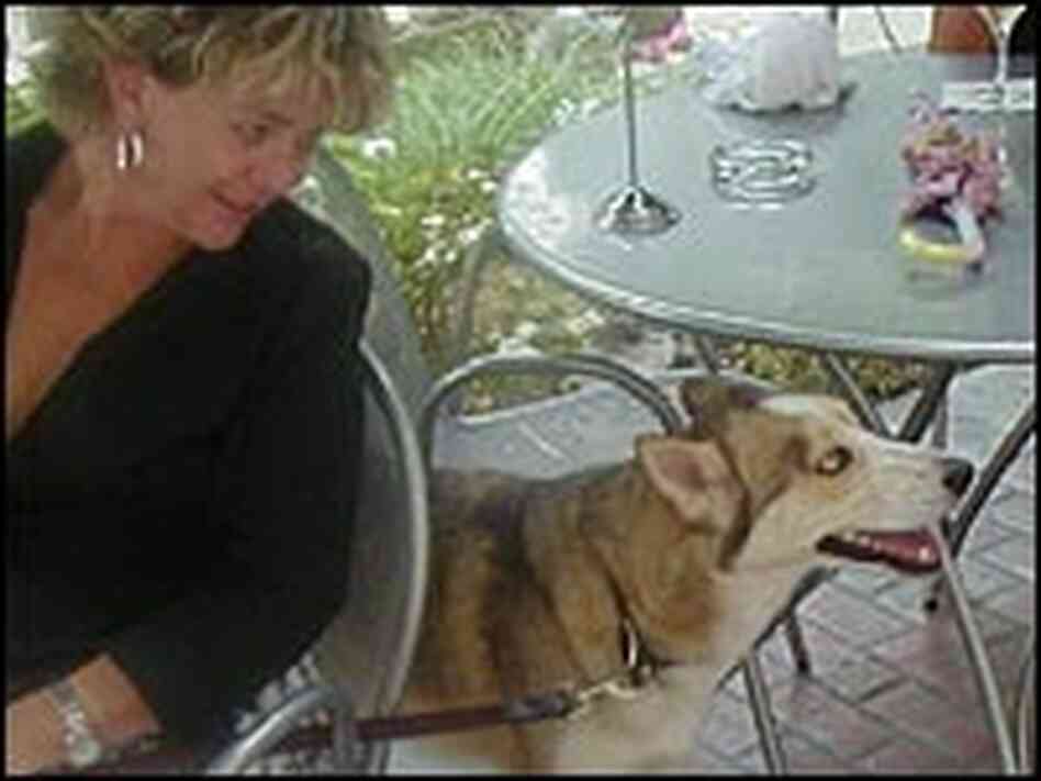Indigo Hotel canine cocktail hour patrons. Indigo Hotel canine cocktail hour patrons.