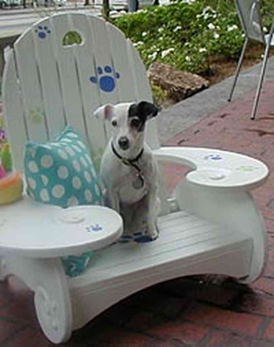 Billie the Jack Russell terrier takes in the scene at the Indigo Hotel Billie the Jack Russell terrier takes in the scene at the Indigo Hotel