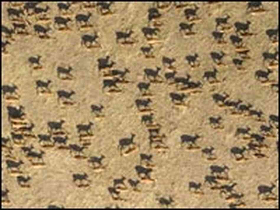 A herd of 500 black lechwe dot the flood plains of the Banguela Swamps in Zambia. A herd of 500 black lechwe dot the flood plains of the Banguela Swamps in Zambia.