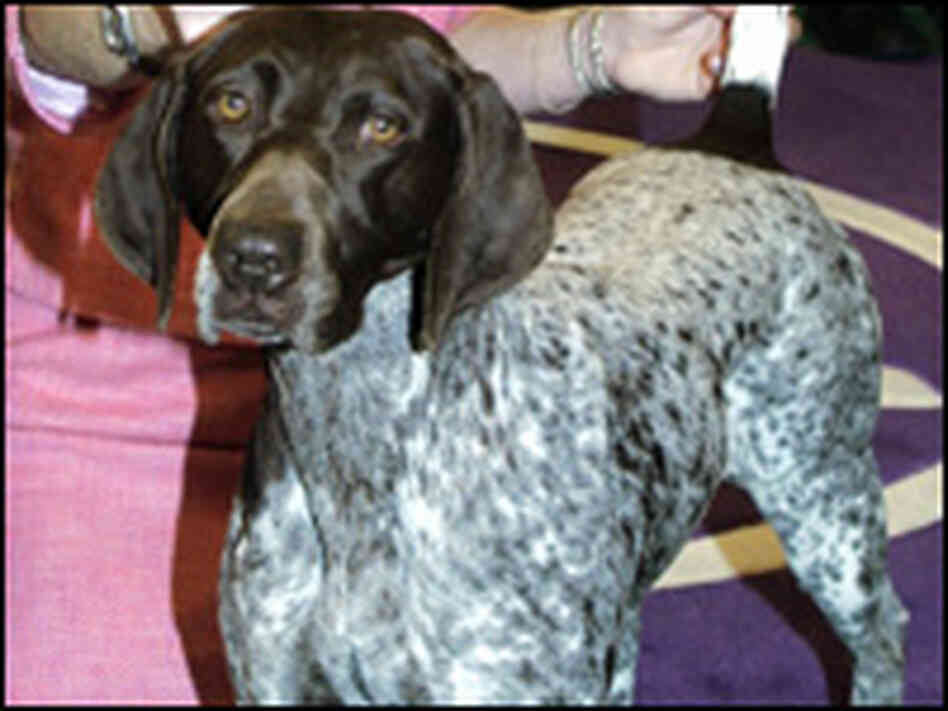 Carlee, a German shorthaired pointer, won Best in Show. Carlee, a German shorthaired pointer, won Best in Show.