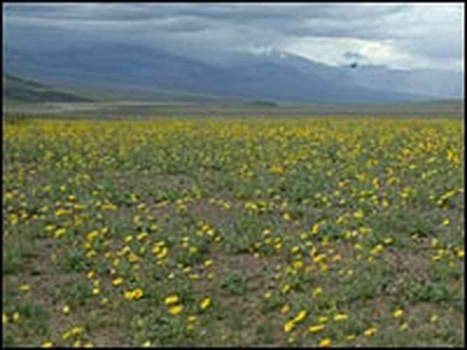 Usually the hottest, driest neighborhood in the continental United States, Death Valley is alive Usually the hottest, driest neighborhood in the continental United States, Death Valley is alive