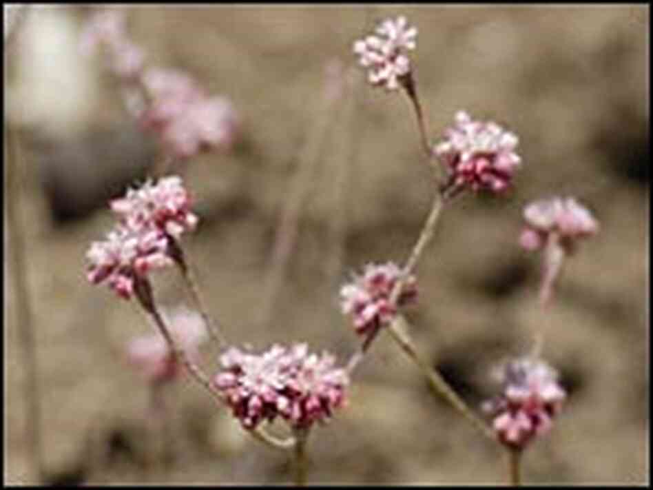 Mount Diablo buckwheat 