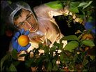 Fallen Fruit artists look up into orange trees ready for picking. Fallen Fruit artists look up into orange trees ready for picking.
