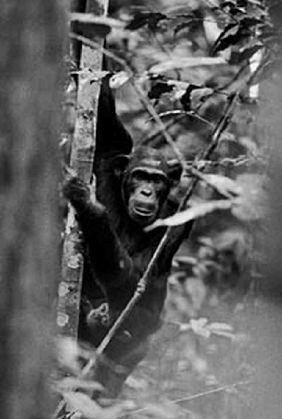 Sept. 28, 1999: A male chimpanzee sits transfixed in a tree near Mike Fay's camp. Sept. 28, 1999: A male chimpanzee sits transfixed in a tree near Mike Fay's camp.