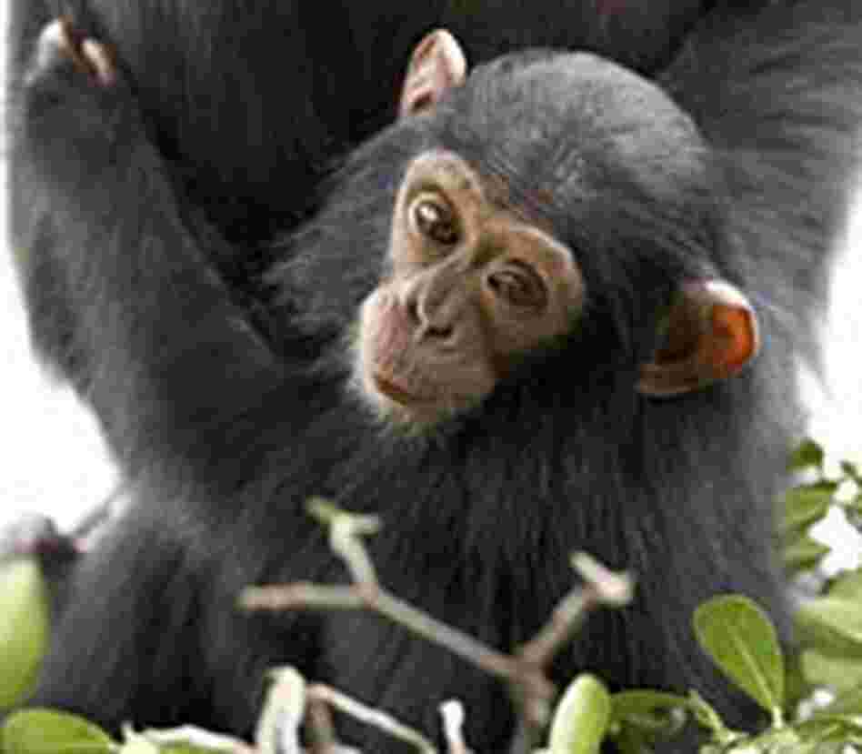 The chimpanzee is one of the great ape species, and genetically closest to humans. The chimpanzee is one of the great ape species, and genetically closest to humans.