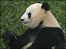 Xiang Xiang chews on a bamboo stalk at a Chinese panda preserve. Xiang Xiang chews on a bamboo stalk at a Chinese panda preserve.