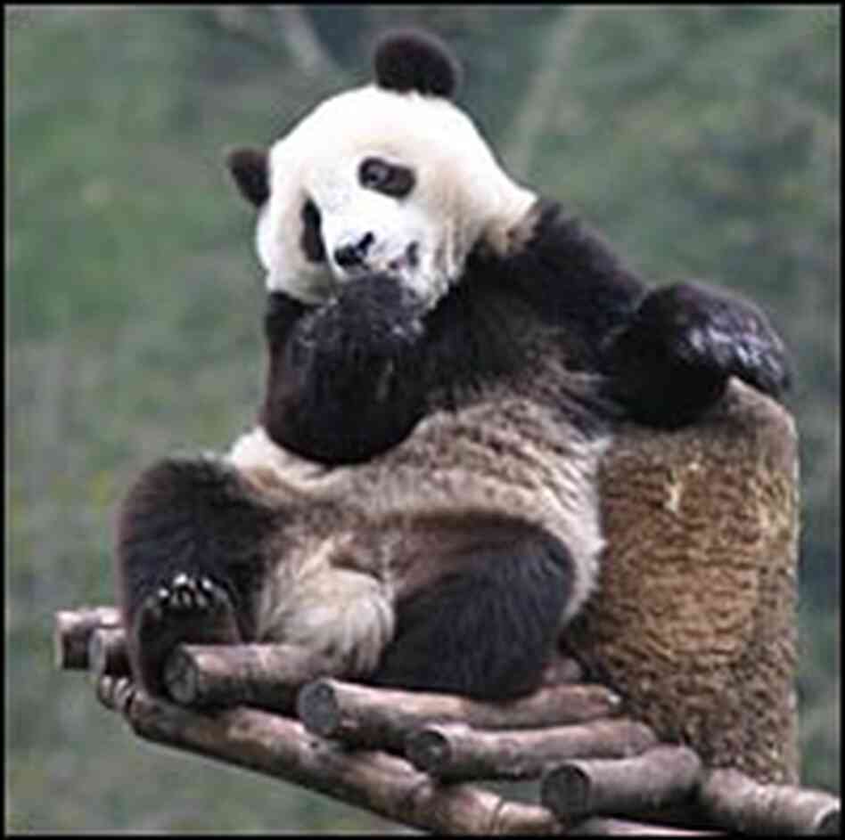 Xiang Xiang relaxes at the Wolong Nature Reserve in Sichuan Province, China. Xiang Xiang relaxes at the Wolong Nature Reserve in Sichuan Province, China.