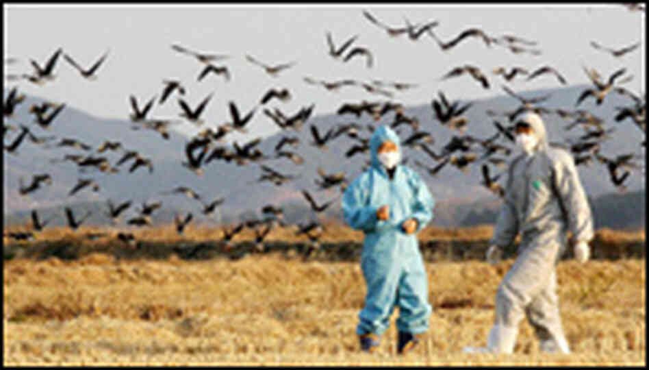 Bird Flu Officials in Field Bird Flu Officials in Field
