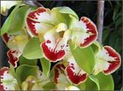 Prize-winning orchids in the commercial grower competition for Cymbidium. Prize-winning orchids in the commercial grower competition for Cymbidium.