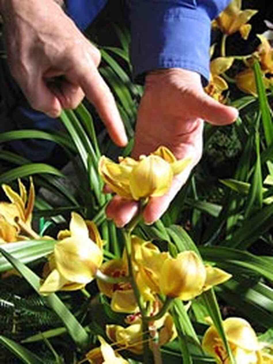 More than 100,000 orchids from around the world are on displayat the Pacific Orchid Exposition More than 100,000 orchids from around the world are on displayat the Pacific Orchid Exposition