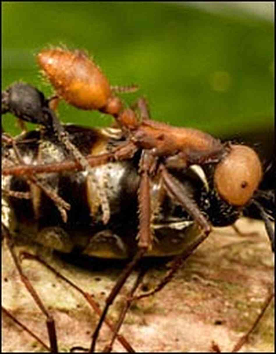 There are 130 species of army ants in the New World alone.