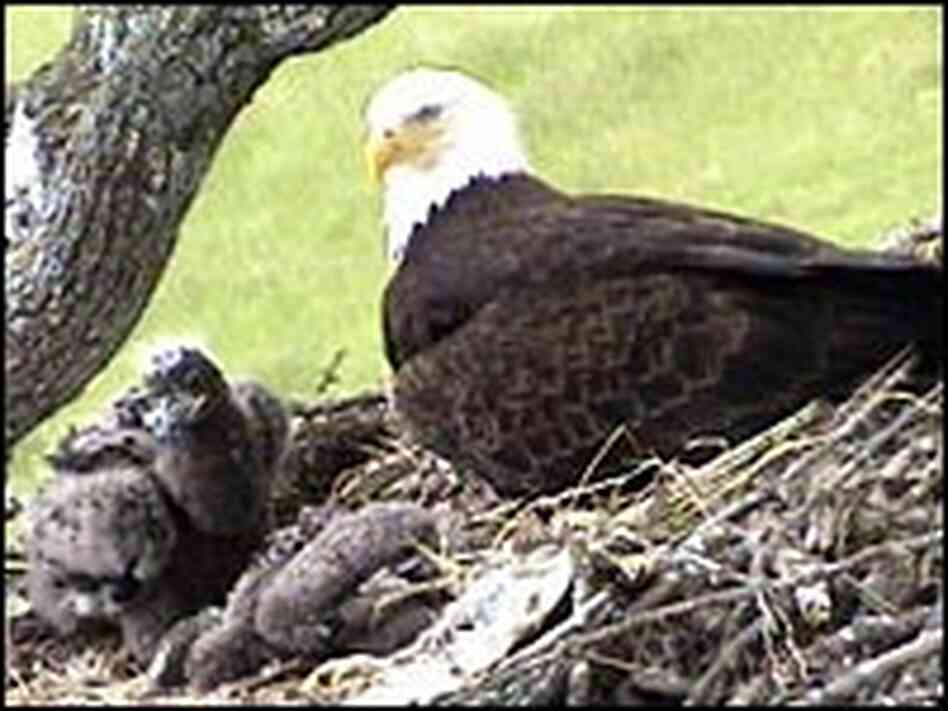 A frame grab from earlier this spring shows the two eaglets in the nest on Vacouver Island. A frame grab from earlier this spring shows the two eaglets in the nest on Vacouver Island.