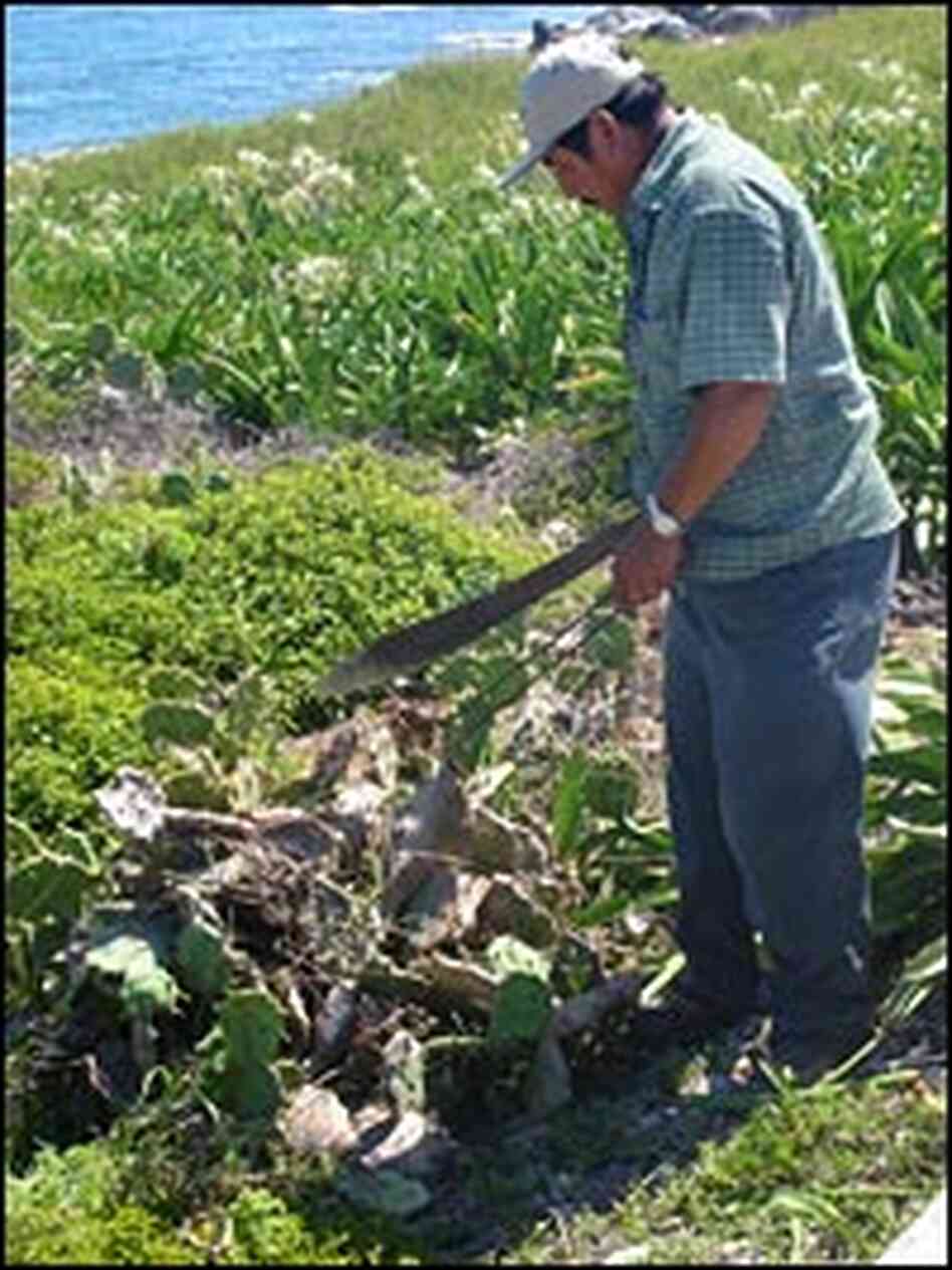 Workers cut down diseased nopal plants on Isla Mujeres to try and stop the spread of the moth Workers cut down diseased nopal plants on Isla Mujeres to try and stop the spread of the moth