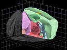 A cut-away view from the Allen Brain Explorer A cut-away view from the Allen Brain Explorer