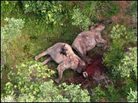 A pair of elephant corpses in Chad. A pair of elephant corpses in Chad.