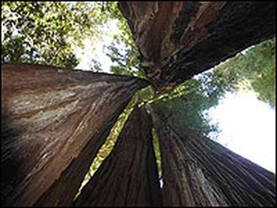 Looking up into a ring-shaped collection of redwood trunks.