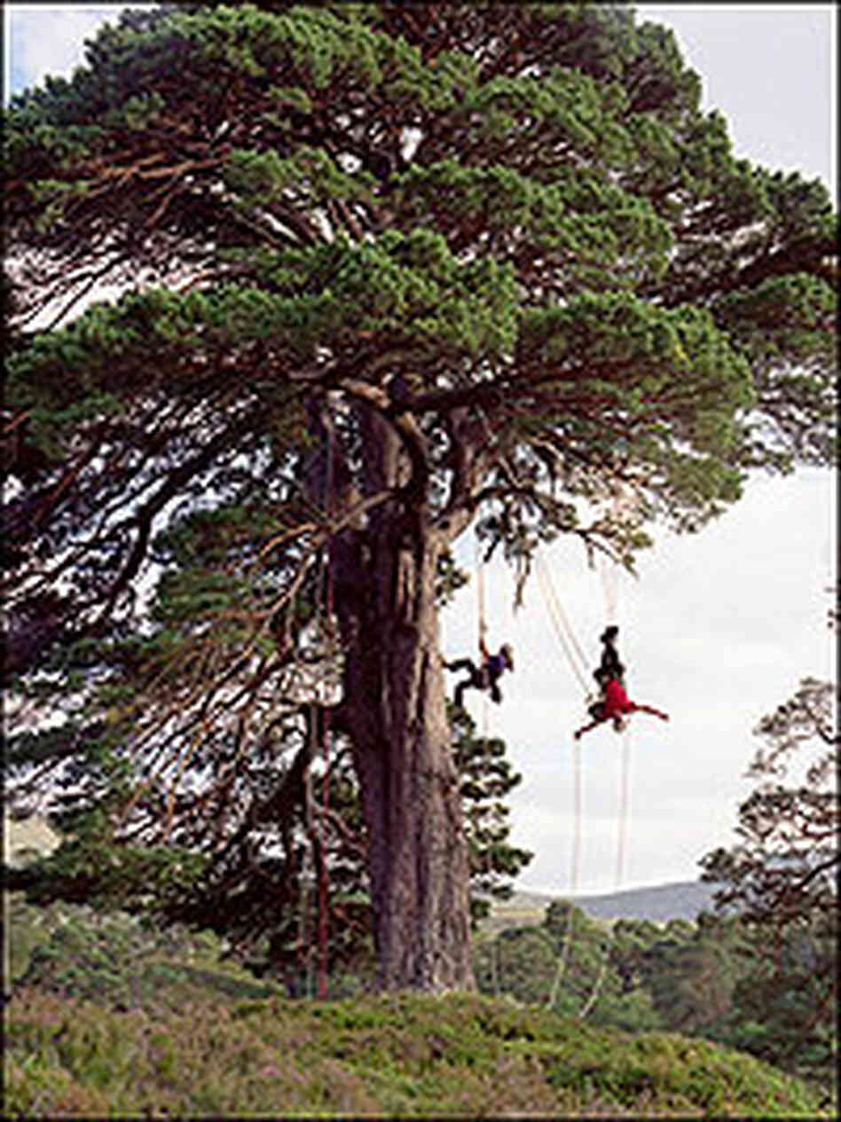 Richard Preston and his daughter climb a large pine.  Preston is hanging upside down from the tree.