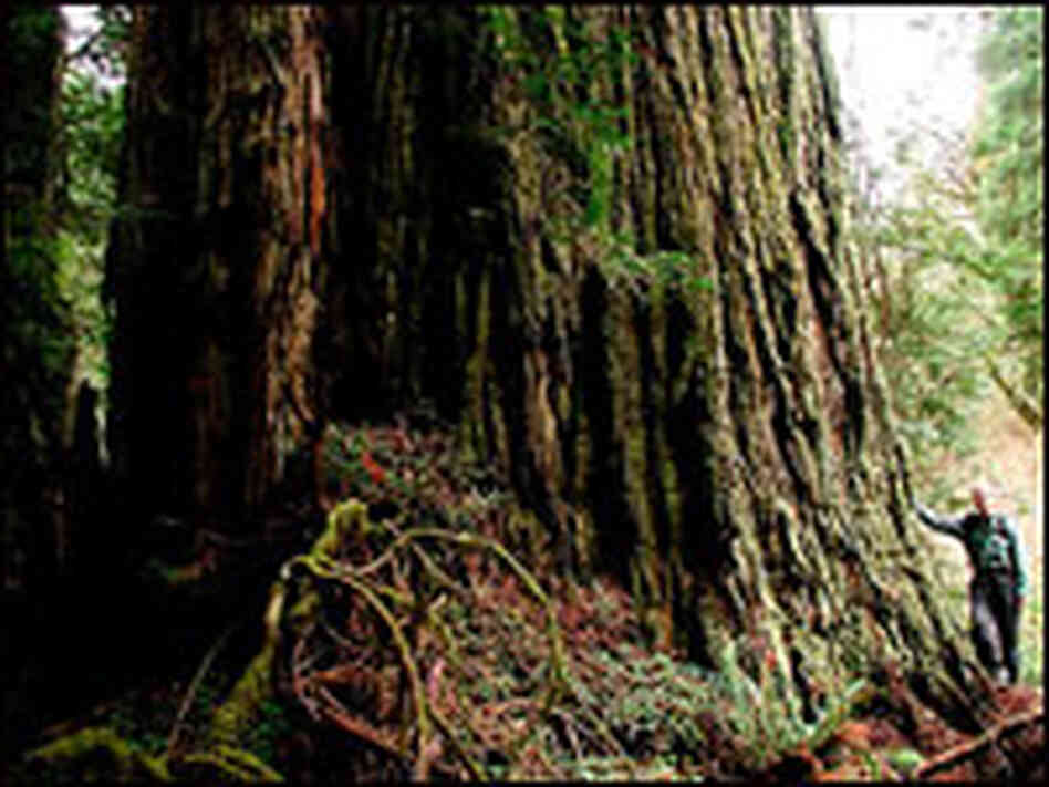 The wide trunk of the largest redwood on Earth.