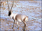 The Tibetan antelope The Tibetan antelope