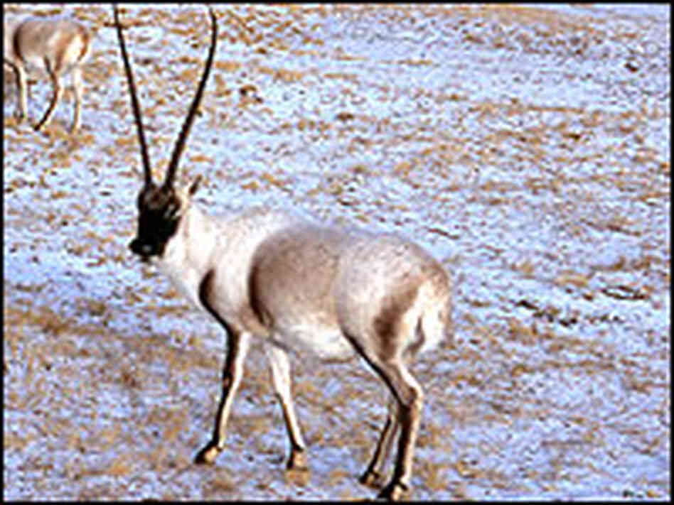 The Tibetan antelope