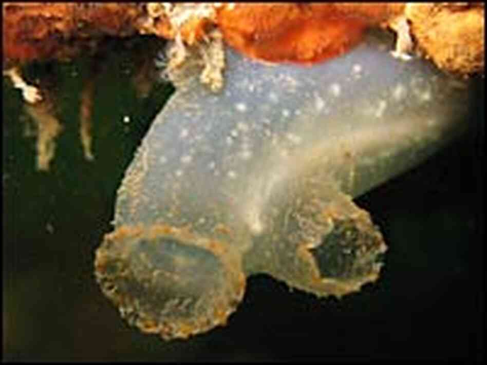Tunicate Tunicate