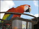 A resident perches at Casa Santo Domingo in Antigua, Guatemala. A resident perches at Casa Santo Domingo in Antigua, Guatemala.