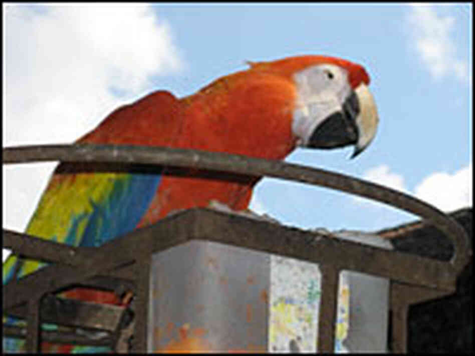 A resident perches at Casa Santo Domingo in Antigua, Guatemala.