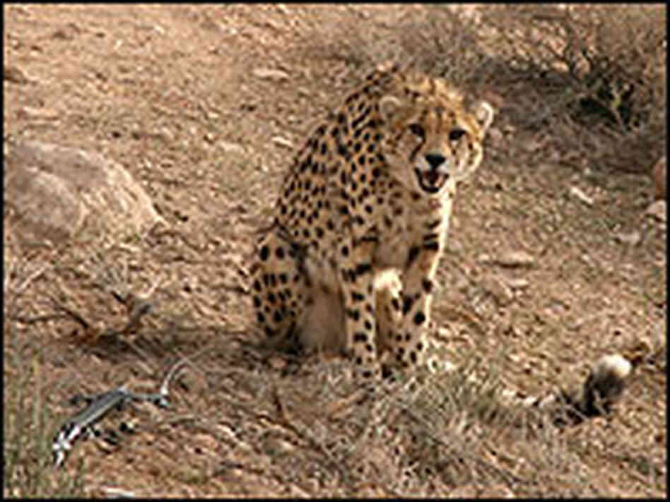A male cheetah is held securely but gently in a "soft-catch" foot-hold snare.
