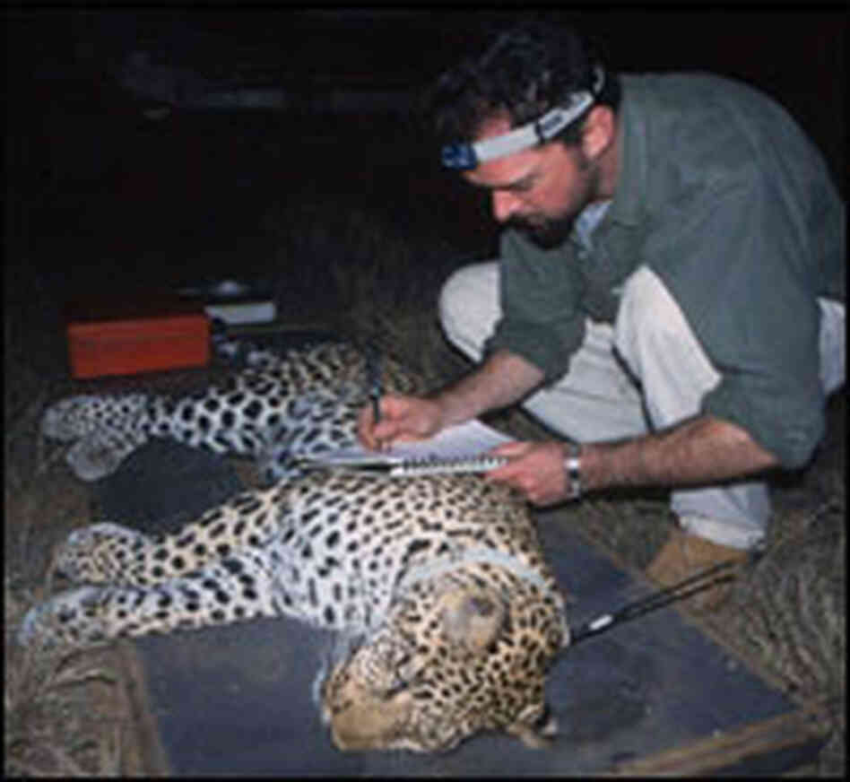 Biologist Luke Hunter collars a sedated female leopard in South Africa's Phinda reserve.