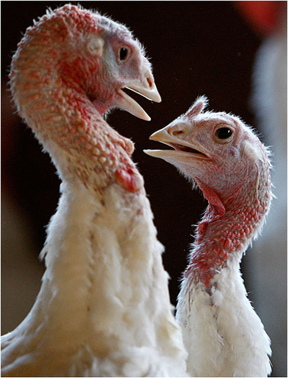 Turkeys Play