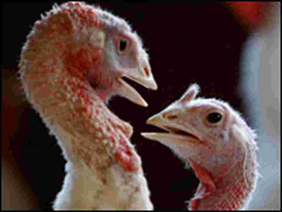 Turkeys Play