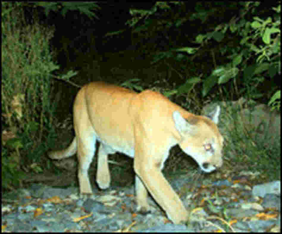 Mountain Lion