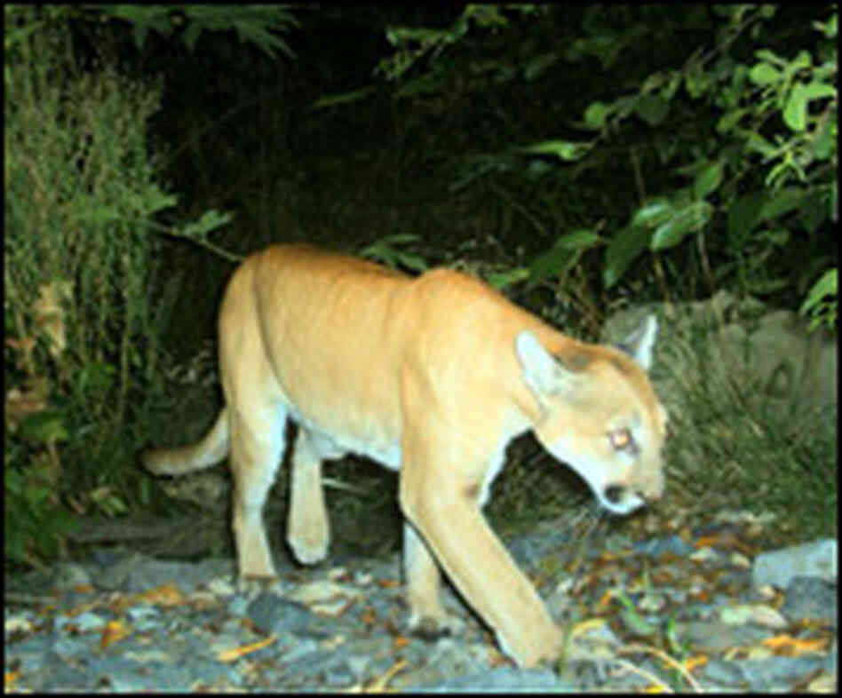 Mountain Lion