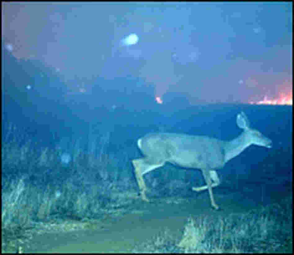 Deer Deer