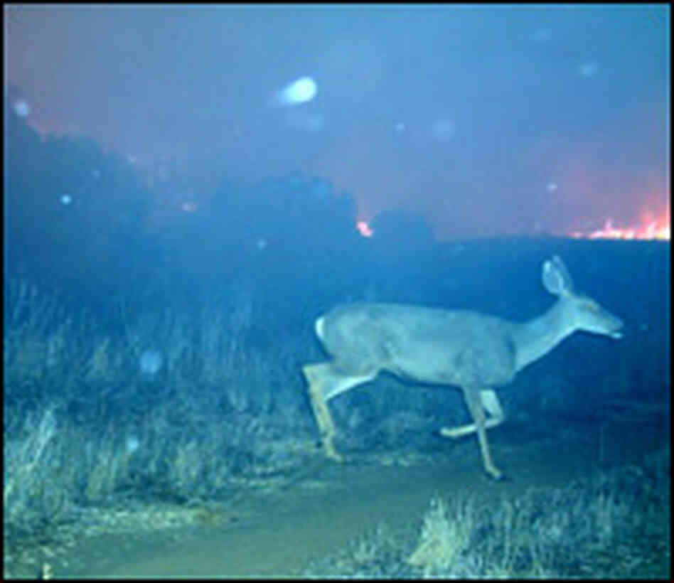 Deer Deer