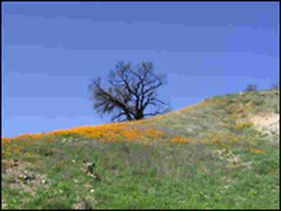 Poppies are growing back in some parts of Orange County.