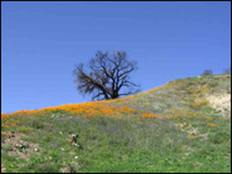 Poppies are growing back in some parts of Orange County.