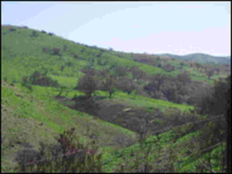 Green Grass
