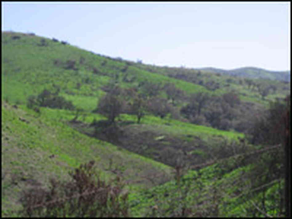 Green Grass