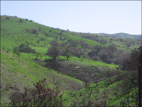 Green Grass