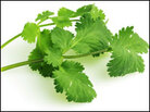 Cilantro Cilantro