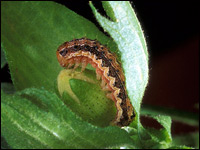 Bollworm