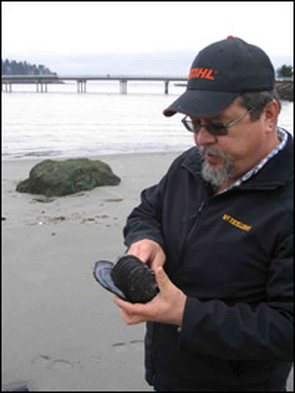 Tribal member Joseph McGimpsey holds the type of mussel shell that used to be made into harpoons. Tribal member Joseph McGimpsey holds the type of mussel shell that used to be made into harpoons.