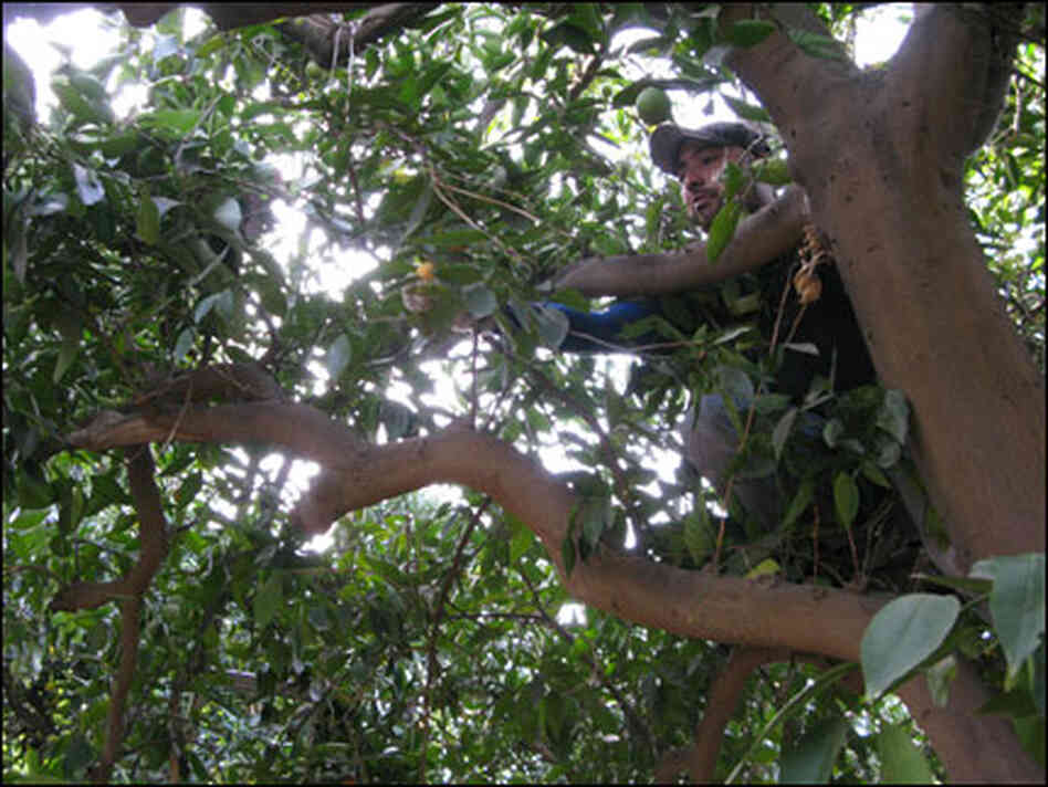 Picking Oranges Picking Oranges