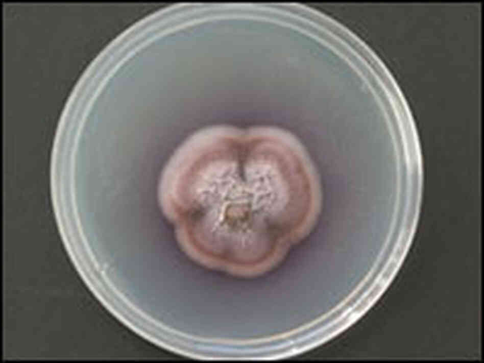 Gliocladium roseum Gliocladium roseum