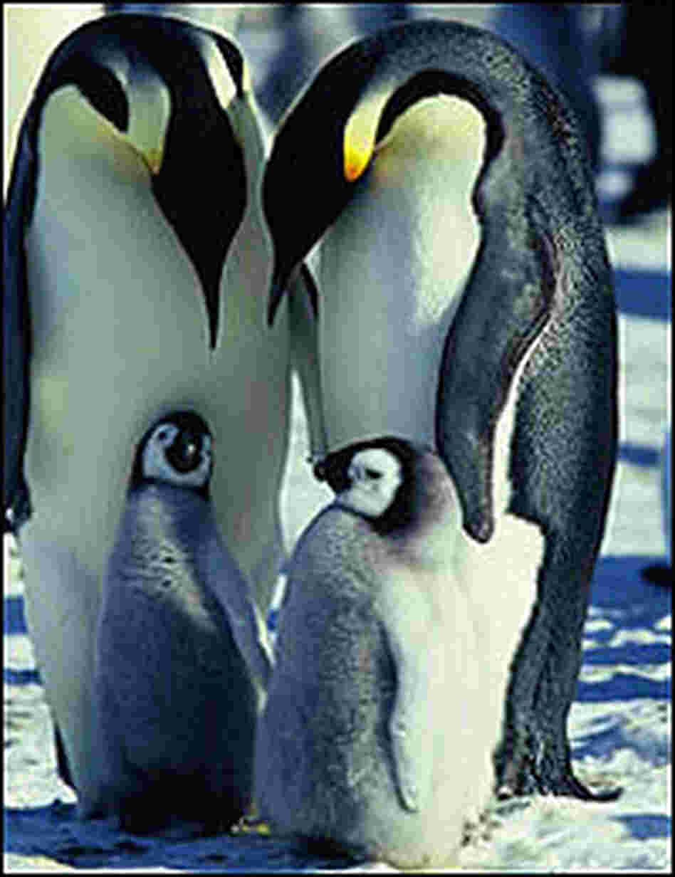 Two adult penguins shelter two chicks in a scene from 'March of the Penguins' Two adult penguins shelter two chicks in a scene from 'March of the Penguins'
