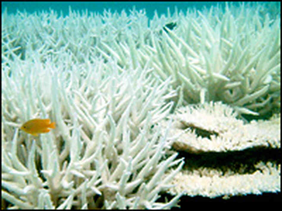 Coral bleaching at the Great Barrier Reef, 2002.