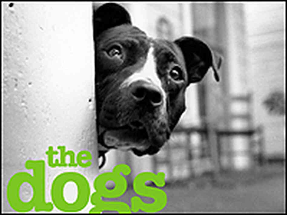 A pooch peeks around the corner in a detail from the cover of Ken Foster's book. A pooch peeks around the corner in a detail from the cover of Ken Foster's book.